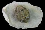 Tower Eyed Erbenochile Trilobite - Spectacular Specimen! #160886-1